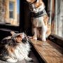 Photo of Feline Fab