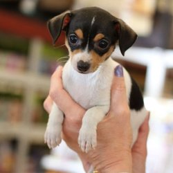 North Tampa Pet Hospital
