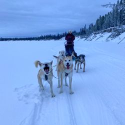 Muktuk Adventures - Dog sledding at Muktuk