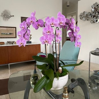 The Orchid Lady - Florists Near Me - Sarasota, Florida The Orchid Lady - Florists Near Me - Sarasota, Florida