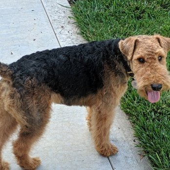 Chris Latterner - Lorenzo's Dog Training Team - Good dog Teddy! - Pet Training Near Me Chris Latterner - Lorenzo's Dog Training Team - Good dog Teddy! - Pet Training Near Me