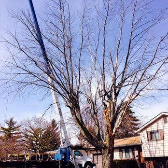 Joseph Tree Service - Tree Service - Tree Services Near Me - Dublin, Ohio Joseph Tree Service - Tree Service - Tree Services Near Me - Dublin, Ohio