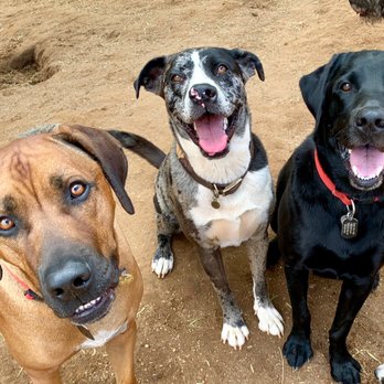 Pet Adventures - Pet Sitting Near Me Pet Adventures - Pet Sitting Near Me