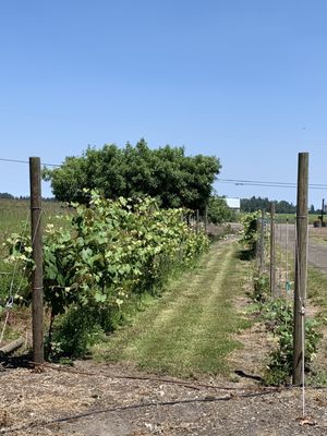 True North Orchards by null