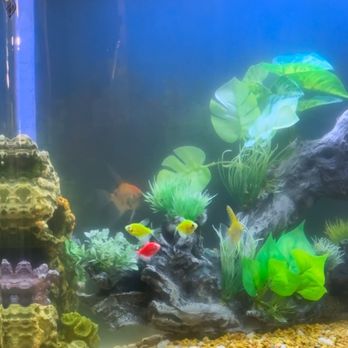 JJ Aquarium - These are my new fish - Local Fish Stores Near Me - Antioch, California JJ Aquarium - These are my new fish - Local Fish Stores Near Me - Antioch, California
