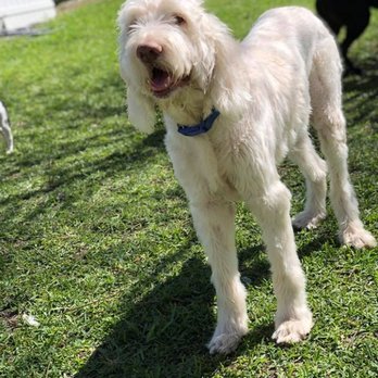 Dog Ranch Naples - Pet Training Near Me Dog Ranch Naples - Pet Training Near Me