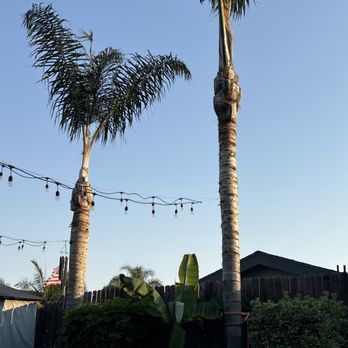 Tree Trimming Team - Tree Services Near Me - Mission Viejo, California Tree Trimming Team - Tree Services Near Me - Mission Viejo, California