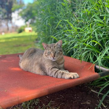 Lanai Cat Sanctuary - Animal Shelters Near Me - Lanai City, Hawaii Lanai Cat Sanctuary - Animal Shelters Near Me - Lanai City, Hawaii