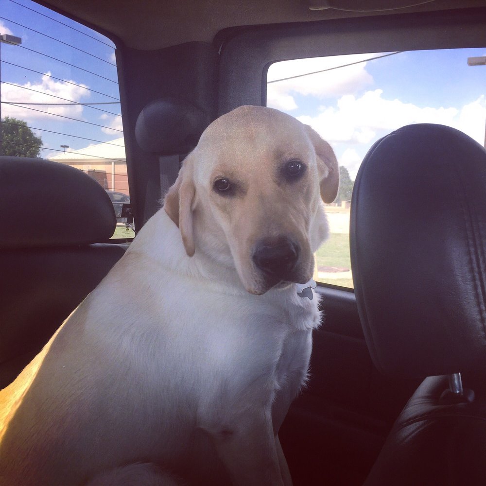 BluePearl Pet Hospital - Veterinarians Near Me - Spring, Texas BluePearl Pet Hospital - Veterinarians Near Me - Spring, Texas