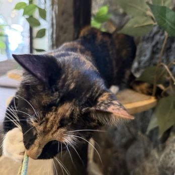 Kona Kat Cafe - Pet Adoption Near Me - Kailua-Kona, Hawaii