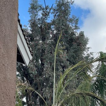 Forest Tree Care - Tree Services Near Me - Chino, California