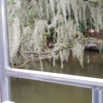 Airboat Adventures - Spanish moss on a tree - Boat Tours Near Me - Lafitte, Louisiana Airboat Adventures - Spanish moss on a tree - Boat Tours Near Me - Lafitte, Louisiana