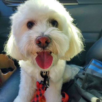 Barks & Bones Boutique - Pet Groomers Near Me - Rancho Cucamonga, California Barks & Bones Boutique - Pet Groomers Near Me - Rancho Cucamonga, California