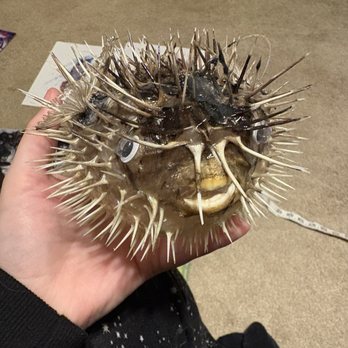 Curiosities - Fish taxidermy I love the googly eyes! - Antiques Near Me - Dallas, Texas