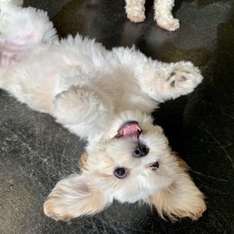 Zoey is so happy at Ruff Day Resort daycare