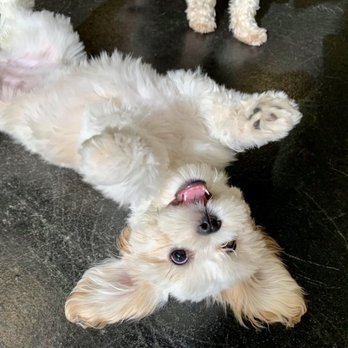 Ruff Day Resort - Zoey is so happy at Ruff Day Resort daycare - Pet Training Near Me - Webster, New York