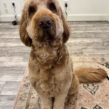 How Cute Dog Grooming - Winston with his Teddy Bear cut - Pet Groomers Near Me - Fairfax, Virginia