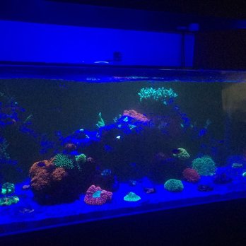 Neon Reef Aquatics - Aquarium Services Near Me - Ferndale, Washington Neon Reef Aquatics - Aquarium Services Near Me - Ferndale, Washington