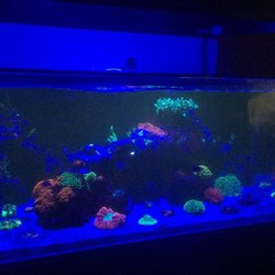 Neon Reef Aquatics