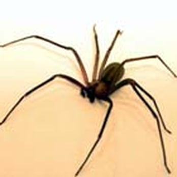 Gulf Coast Exterminators - Home Pest Control Services Houston TX - Pest Control Near Me - Houston, Texas Gulf Coast Exterminators - Home Pest Control Services Houston TX - Pest Control Near Me - Houston, Texas
