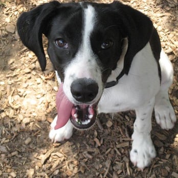Bo's Run - Dog Parks Near Me - Hoffman Estates, Illinois