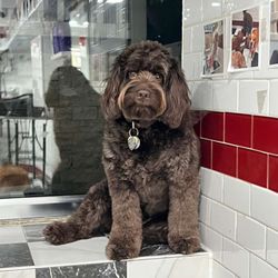 Puppy Tale Lodge - Beautiful beautiful Roman ! Our sweet boy