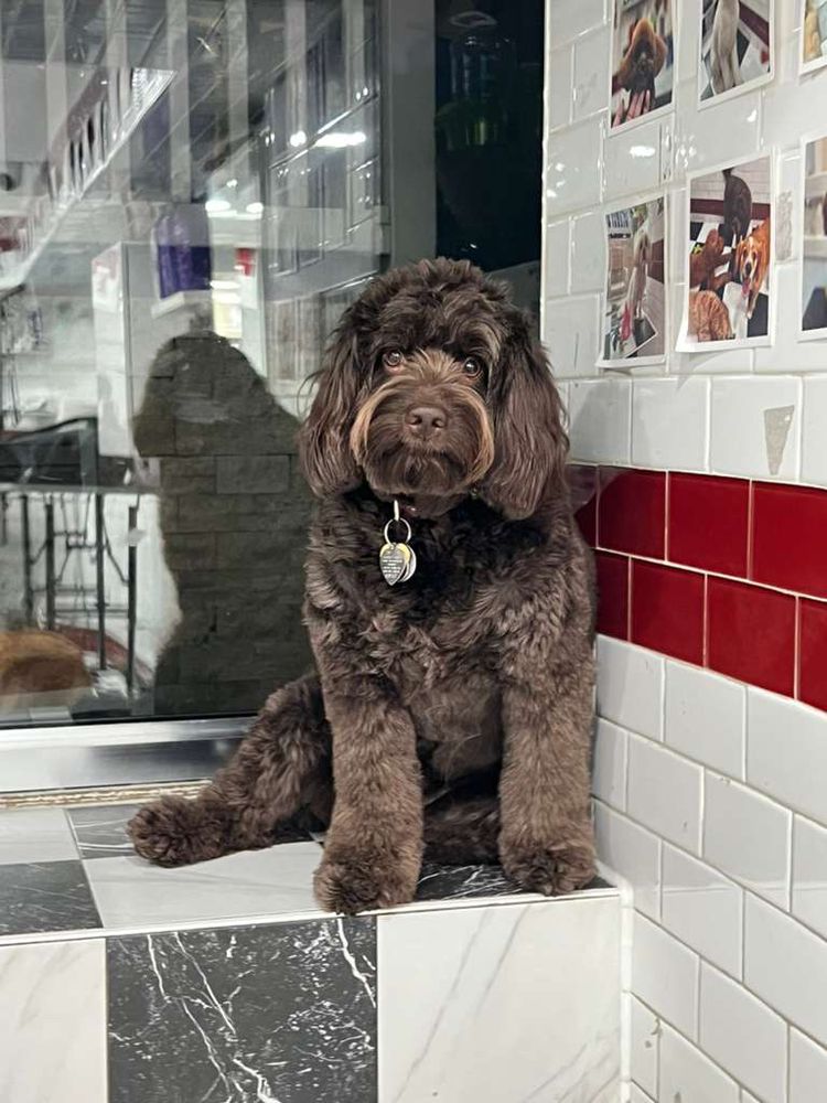 Puppy Tale Lodge - pet boarding facility in New York, NY