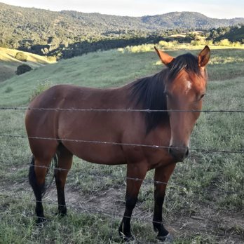 Wildhaven Yosemite - Wild horse - Campgrounds Near Me - Mariposa, California