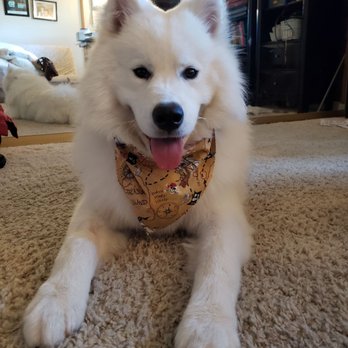 Suds N Paws - My Samoyed is so happy after his grooming! - Pet Groomers Near Me - El Cajon, California