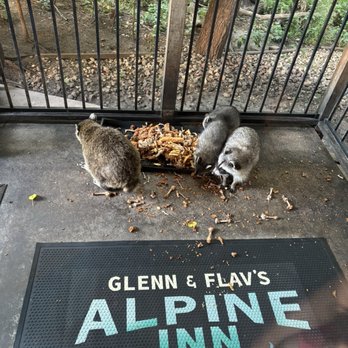 Alpine Inn - Raccoons eating leftover - Chicken Wings Near Me - Omaha, Nebraska