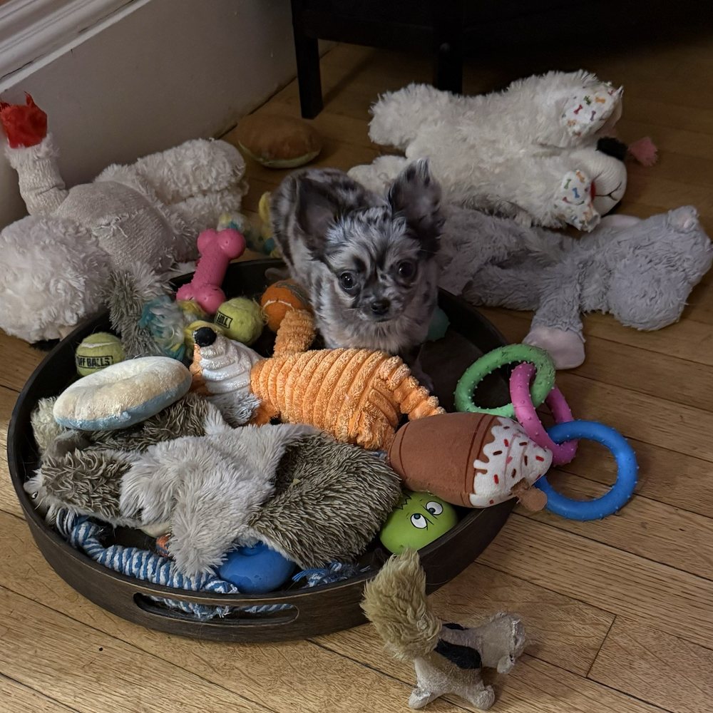 Baxter's Chihuahuas - Pet Breeders Near Me - Amity, Pennsylvania