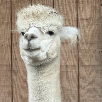 Stagecoach Trails Alpacas - Farms Near Me - Middletown, New York