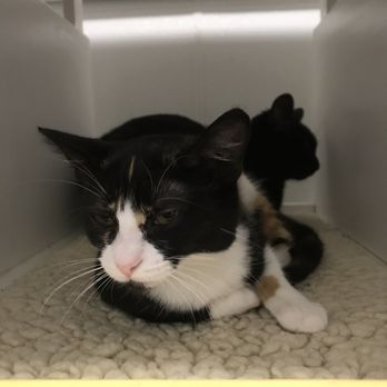 Cat Town - Animal Shelters Near Me - Oakland, California