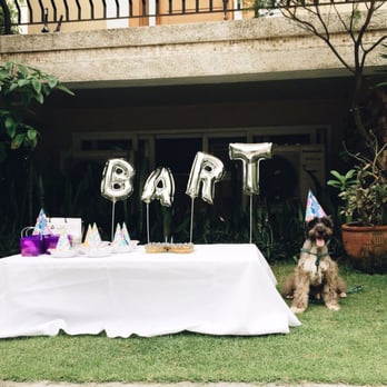 Whole Pet Kitchen - The dog party won't be as fun without the cake that he shared with his friends! - Pet Stores Near Me - San Juan, NCR