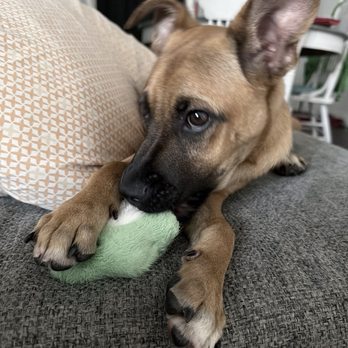 Miracle Dog Rescue - Teething. - Pet Adoption Near Me - Bell Gardens, California Miracle Dog Rescue - Teething. - Pet Adoption Near Me - Bell Gardens, California