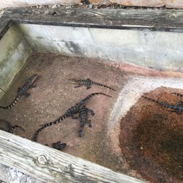 baby gators