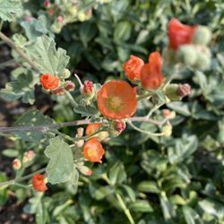 Globe mallow