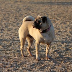 Orange Dog Park - Admiring another beautiful sunset