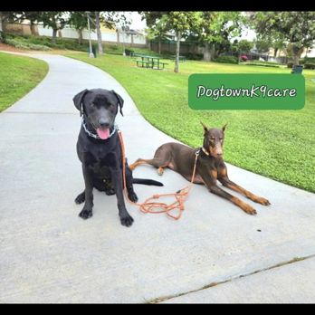Dogtown K9 Care - Happy with all of his friends! - Pet Training Near Me Dogtown K9 Care - Happy with all of his friends! - Pet Training Near Me