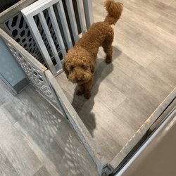 Stellar Dental NODA - Super cute pup at the office