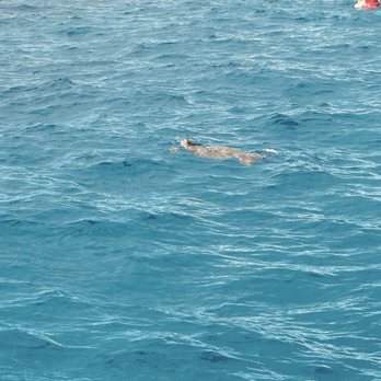 Moana Sailing - Turtle sighting - Boat Charters Near Me - Honolulu, Hawaii Moana Sailing - Turtle sighting - Boat Charters Near Me - Honolulu, Hawaii