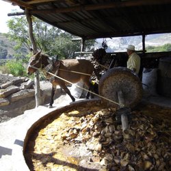 Mezcal Educational Tours