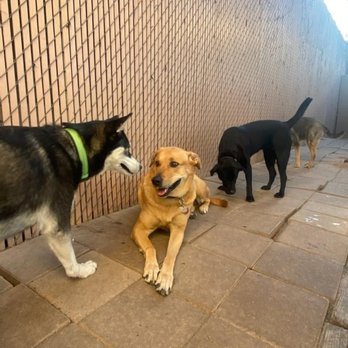 Smelly Dog - My fur baby playing with friends - Pet Groomers Near Me - Phoenix, Arizona