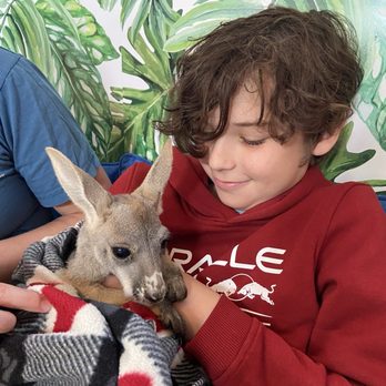 Janda Exotics Animal Ranch - Baby kangaroo - Pet Adoption Near Me - Kingsbury, Texas