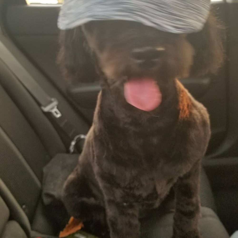 PetSmart - What up captain?? - Pet Stores Near Me - Sacramento, California PetSmart - What up captain?? - Pet Stores Near Me - Sacramento, California