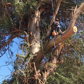 Trees Unlimited - Tree Services Near Me Trees Unlimited - Tree Services Near Me