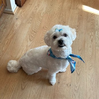 MVP Dog Grooming & Boarding  - Gracie looking good! - Pet Groomers Near Me - Anaheim, California