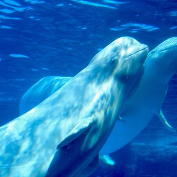 Marineland - If Earth was ever visited by aliens; these are what they would look like. XD - Amusement Parks Near Me - Niagara Falls, Ontario Marineland - If Earth was ever visited by aliens; these are what they would look like. XD - Amusement Parks Near Me - Niagara Falls, Ontario