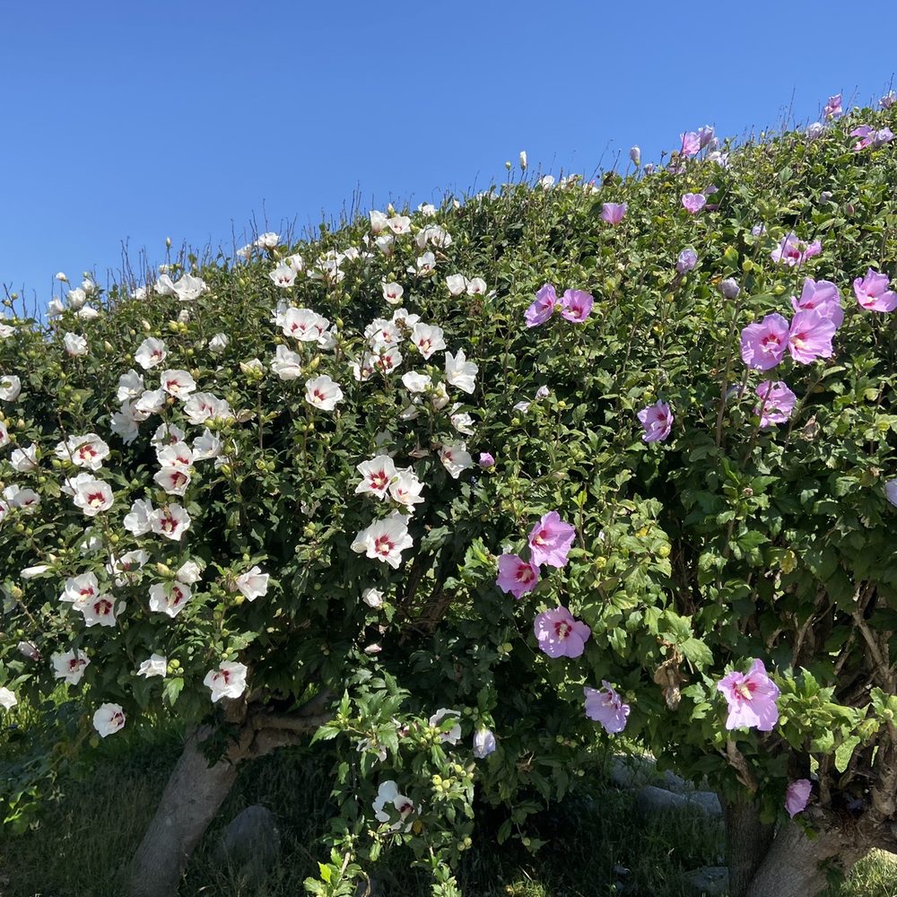 Angels Gate Park - Beautiful Flowers - Parks Near Me - San Pedro, California