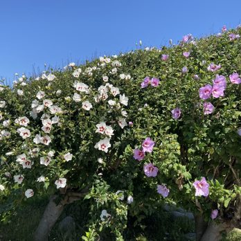 Angels Gate Park - Beautiful Flowers - Parks Near Me - San Pedro, California Angels Gate Park - Beautiful Flowers - Parks Near Me - San Pedro, California